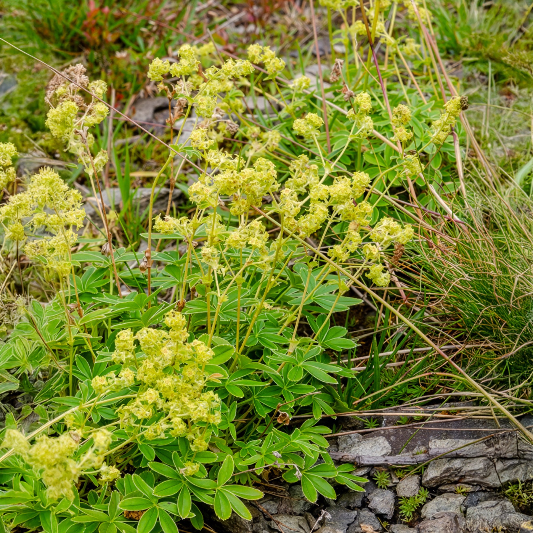 Alchémille des Alpes - Alchemilla alpina - Bakker
