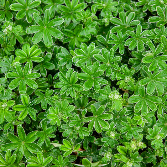 Alchémille des Alpes - Bakker