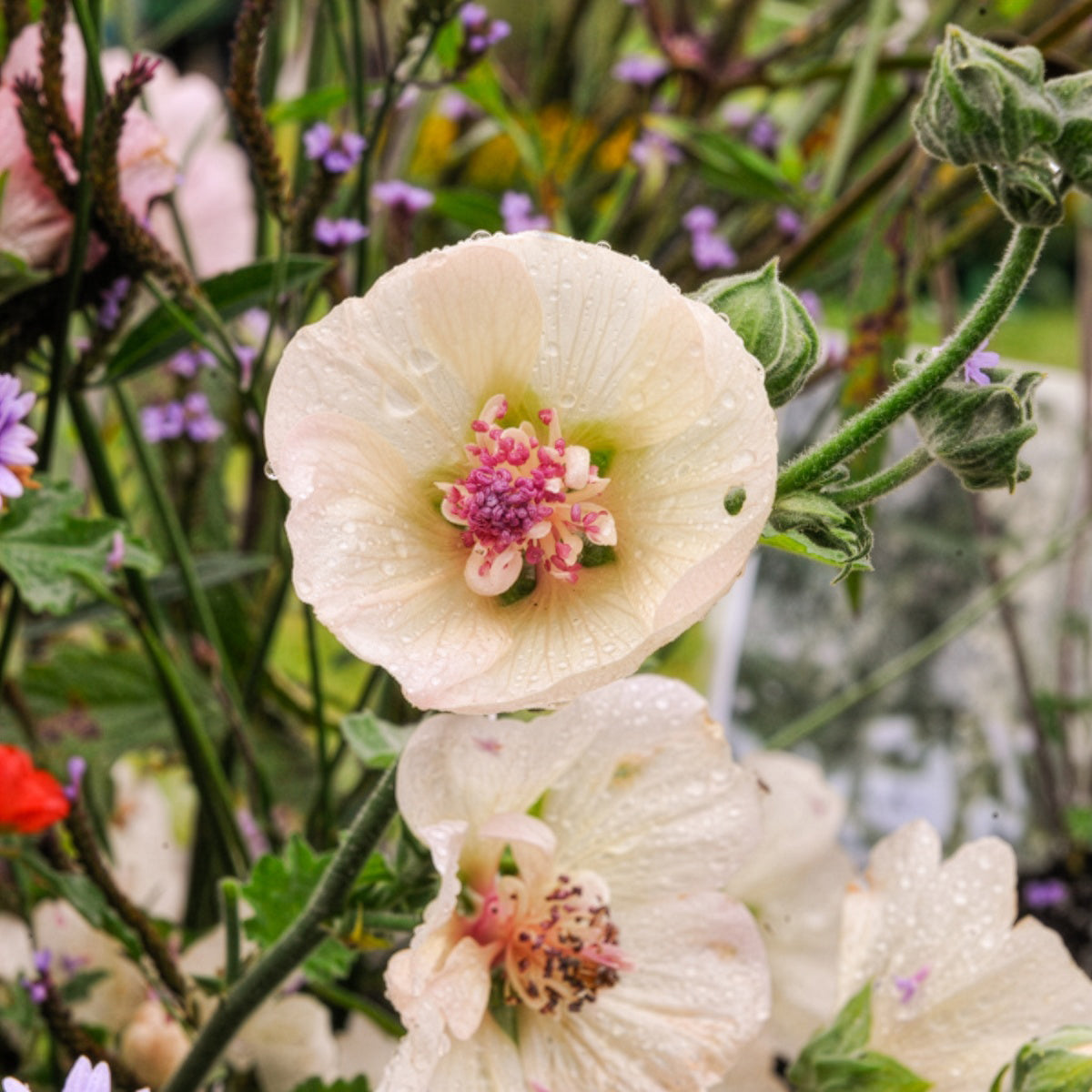 Rose trémière vivace Parkallee - Bakker