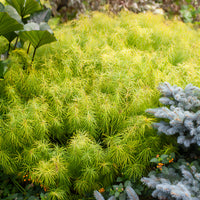 Amsonia hubrichtii - Amsonie hubrichtii - Plantes vivaces