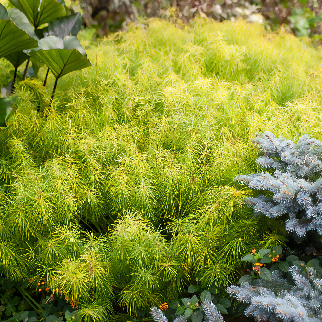 Amsonia hubrichtii - Amsonie hubrichtii - Plantes vivaces