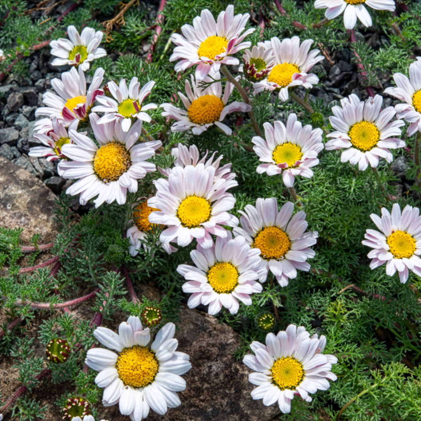 Camomille marocaine - Anacyclus pyrethrum Depressus - Bakker
