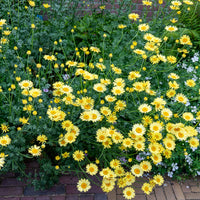 Anthemis x hybrida E.C. Buxton - Camomille des teinturiers E.C. Buxton - Anthémis