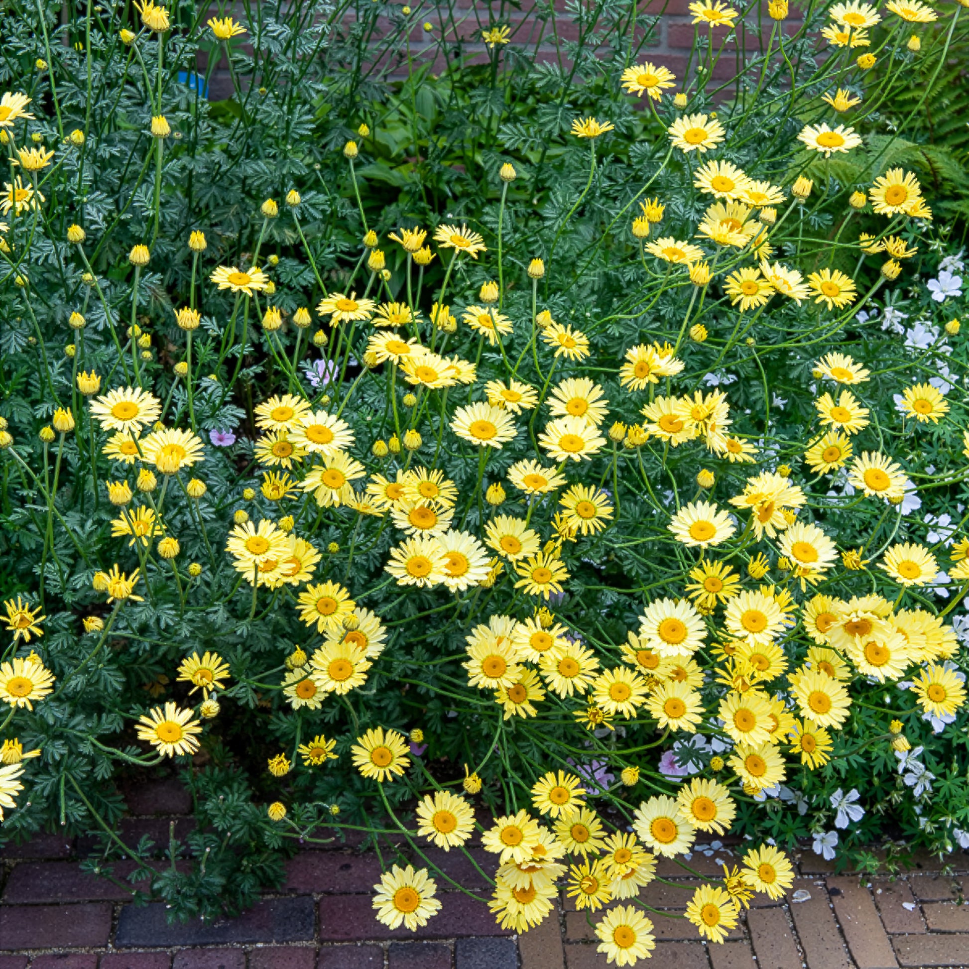 Anthemis x hybrida E.C. Buxton - Camomille des teinturiers E.C. Buxton - Anthémis