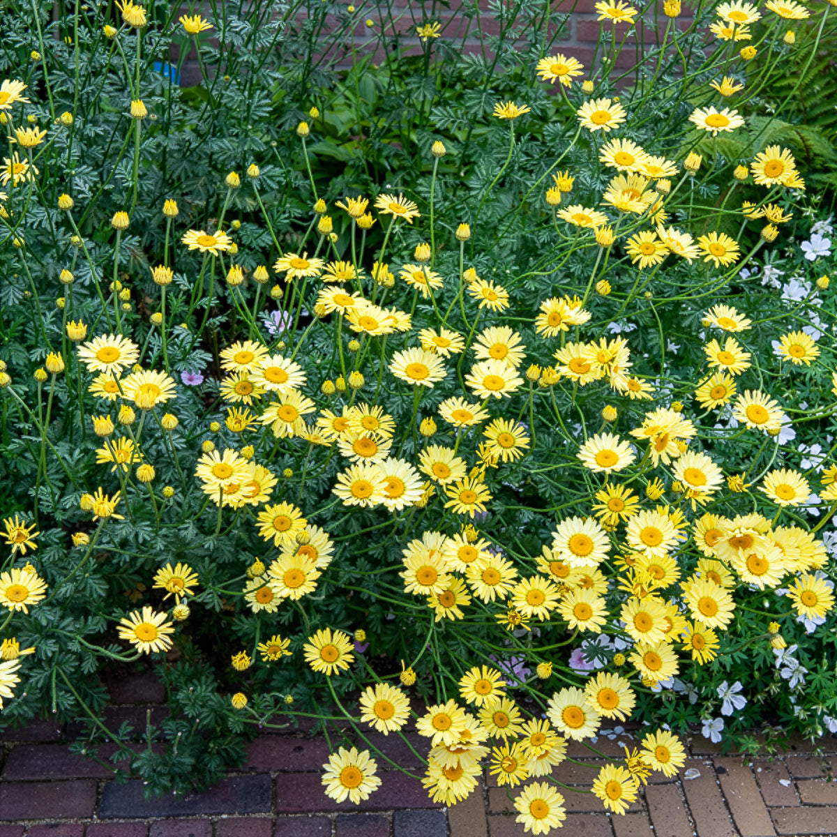 Anthemis x hybrida E.C. Buxton - Camomille des teinturiers E.C. Buxton - Anthémis