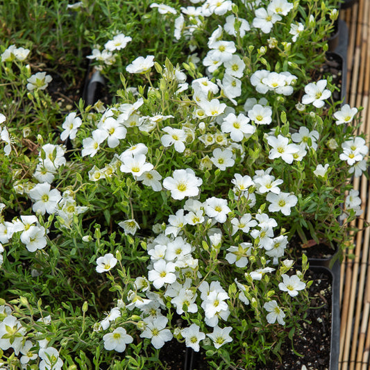 Sabline Mont Blanc - Bakker