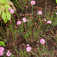 Gazon d'Espagne rose - Armeria maritima Rosea Compacta - Bakker