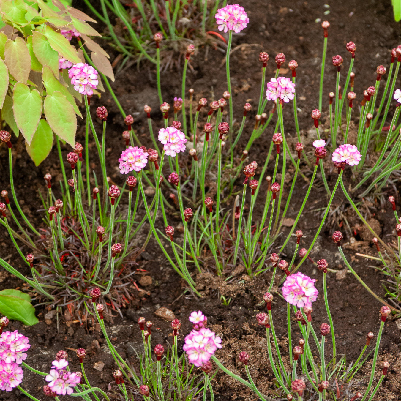 Gazon d'Espagne rose - Armeria maritima Rosea Compacta - Bakker