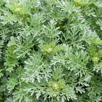 Absinthe Lambrook Silver - Bakker