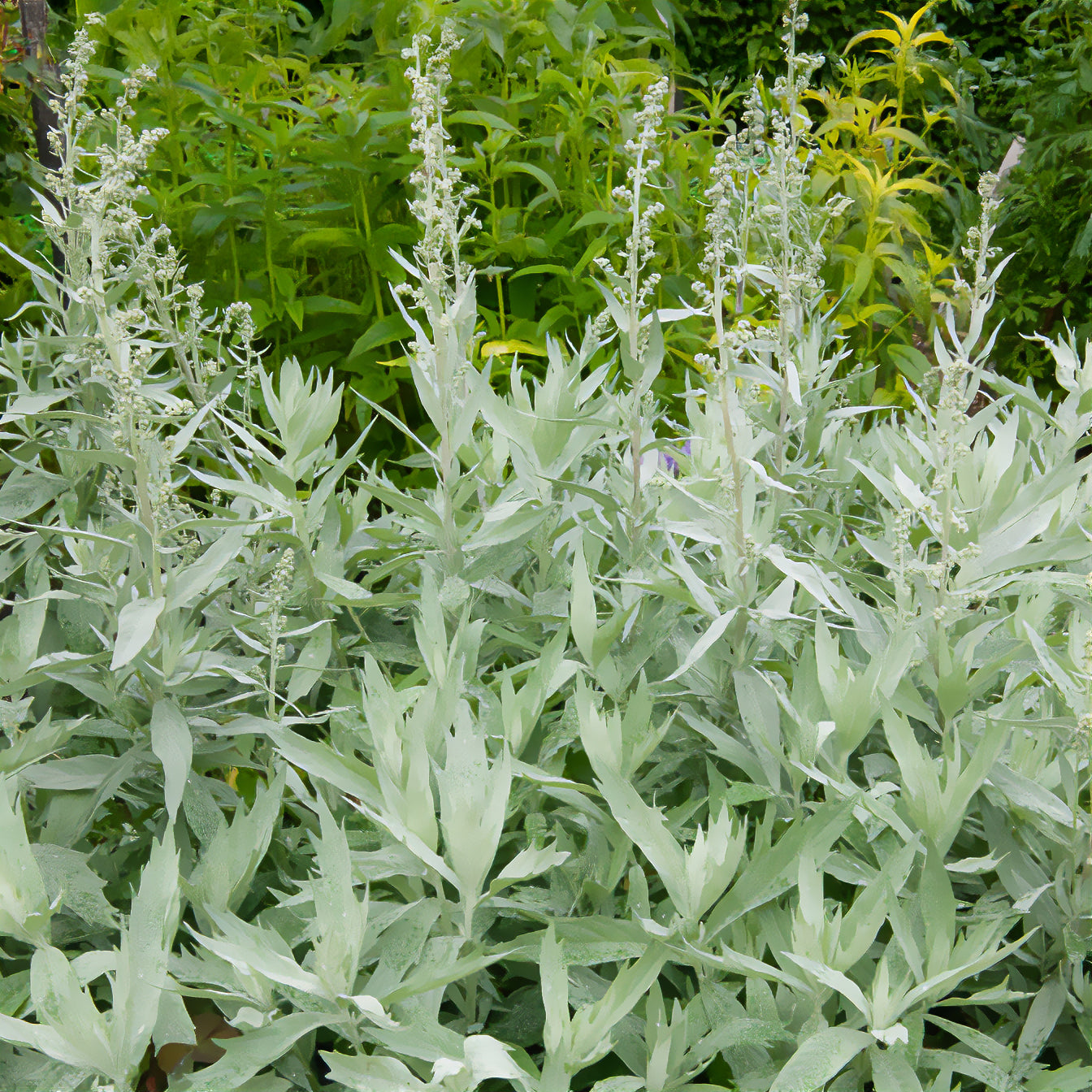 Artemisia ludoviciana - Armoise de Louisiane