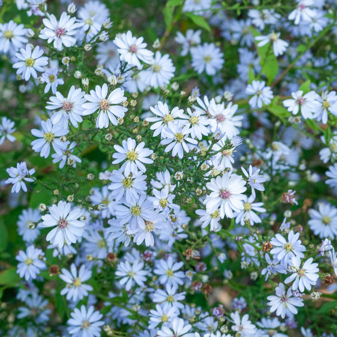 Aster cordifolius - Aster à feuilles cordées