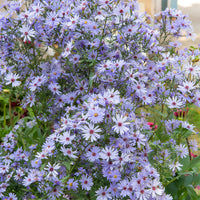 Aster d'automne Little Carlow - Bakker