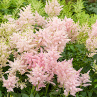 Astilbe du Japon Europa - Astilbe japonica Europa - Bakker