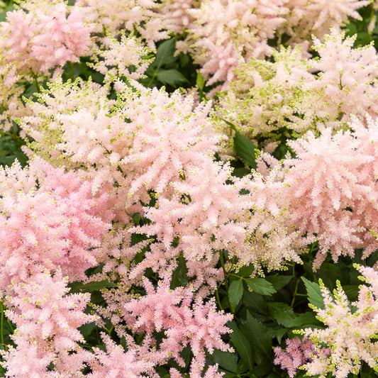 Astilbe du Japon Europa