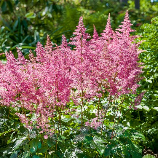 Astilbe hybride Rheinland - Bakker
