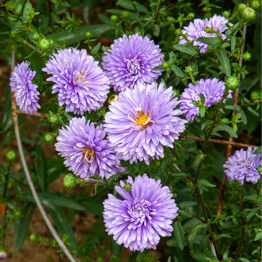 Aster de Nouvelle-Belgique Marie Ballard - Bakker