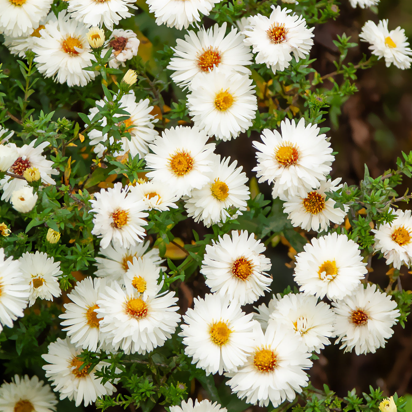 Aster novi-belgii white ladies - Aster grand d'automne White Lady - Aster