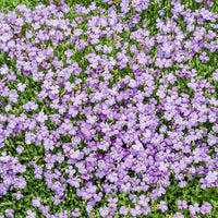 Aubriète Cascade Blue - Aubrieta Cascade Blue - Bakker
