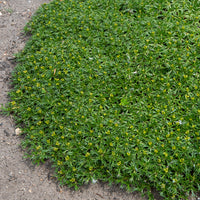 Azorelle - Azorella trifurcata - Bakker