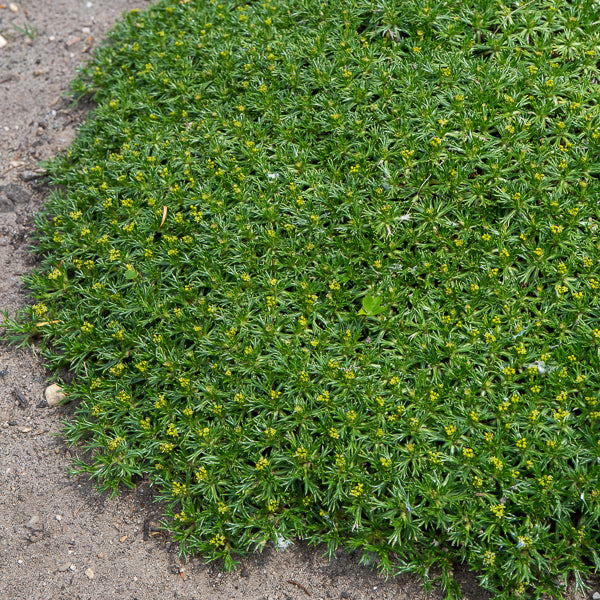 Azorelle - Azorella trifurcata - Bakker