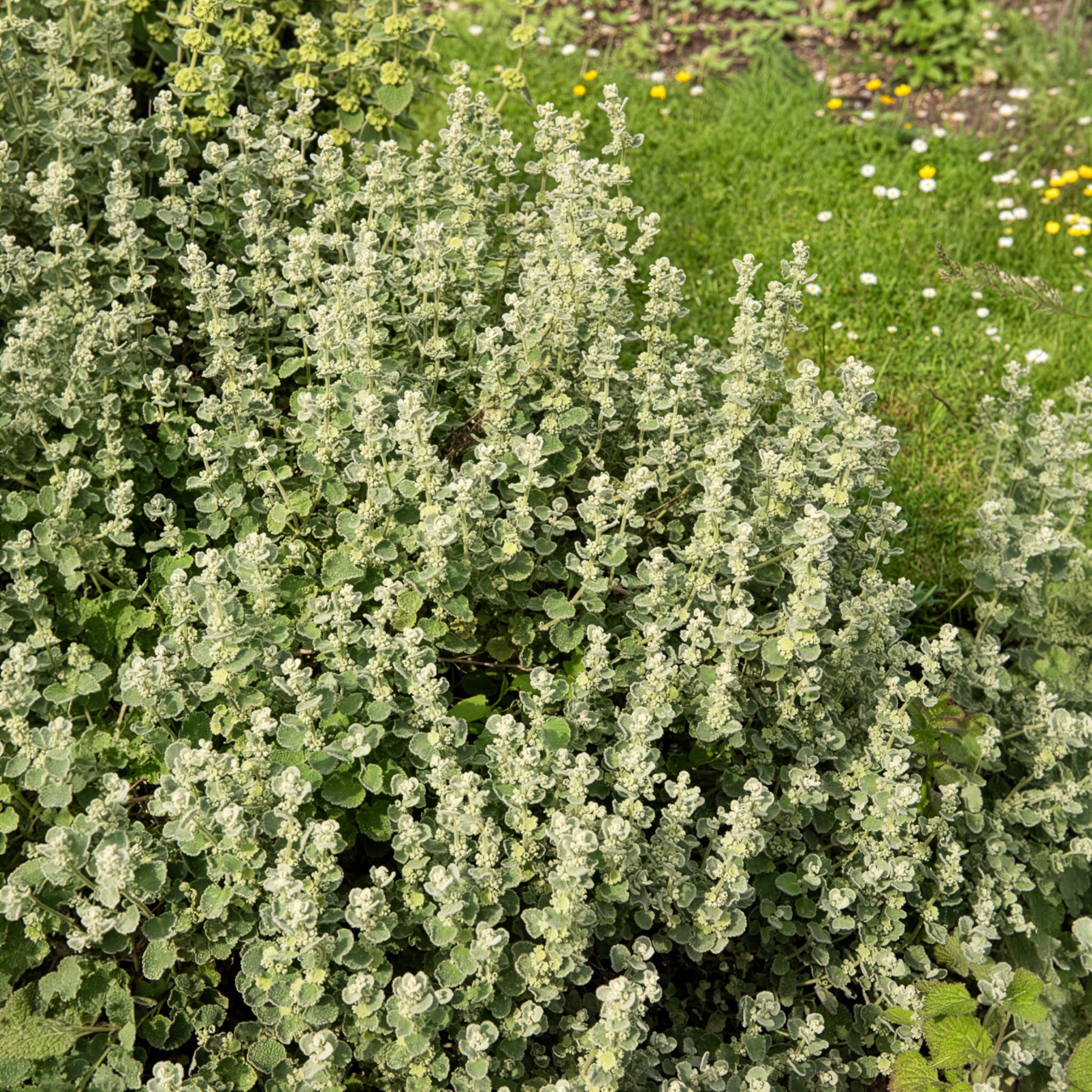 Ballote pseudodictame - Bakker