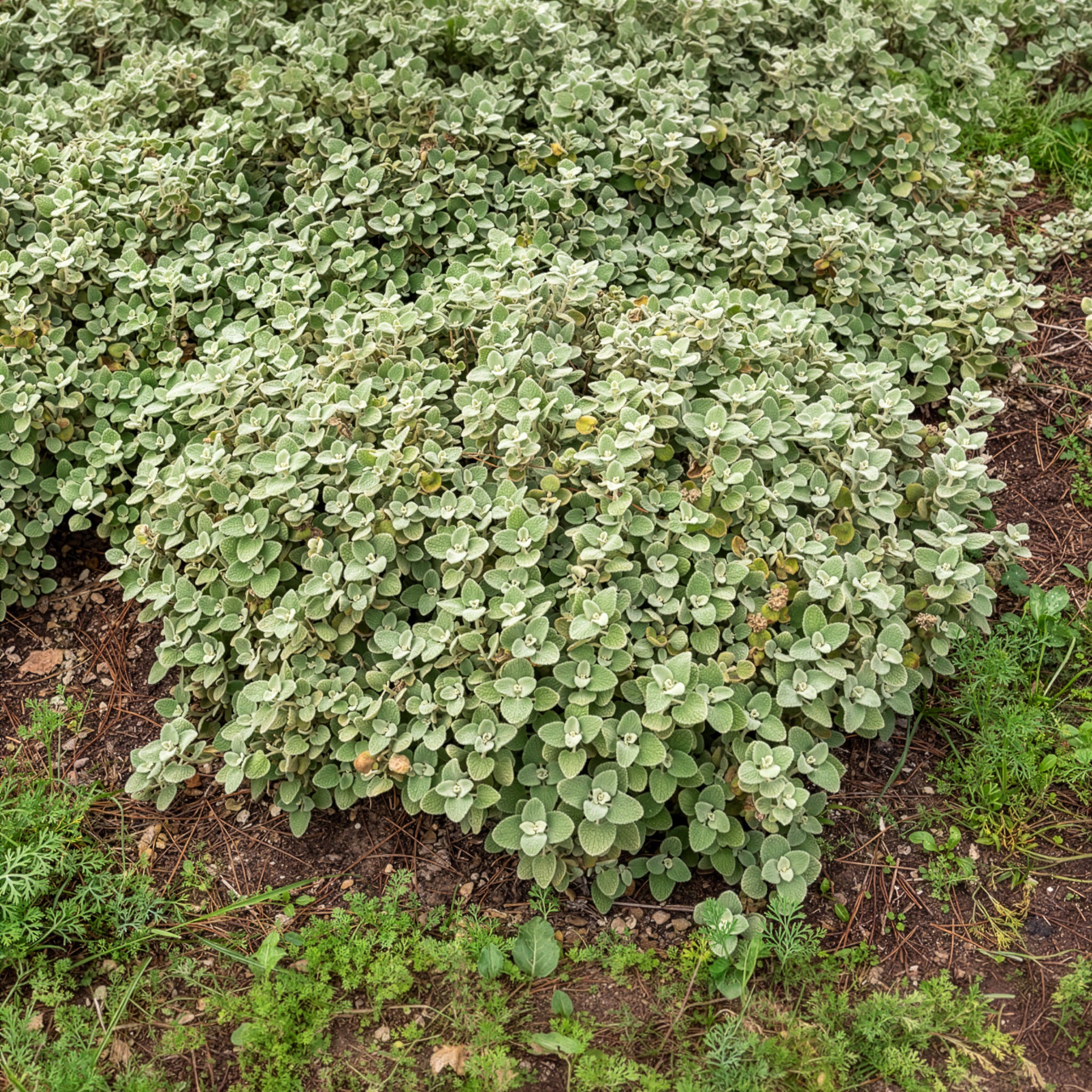 Ballote pseudodictame - Ballota pseudodictamnus - Bakker