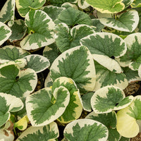 Myosotis du Caucase panaché - Brunnera macrophylla Variegata - Bakker