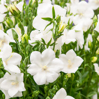 Vente 3 Campanules à feuilles de pêcher Alba