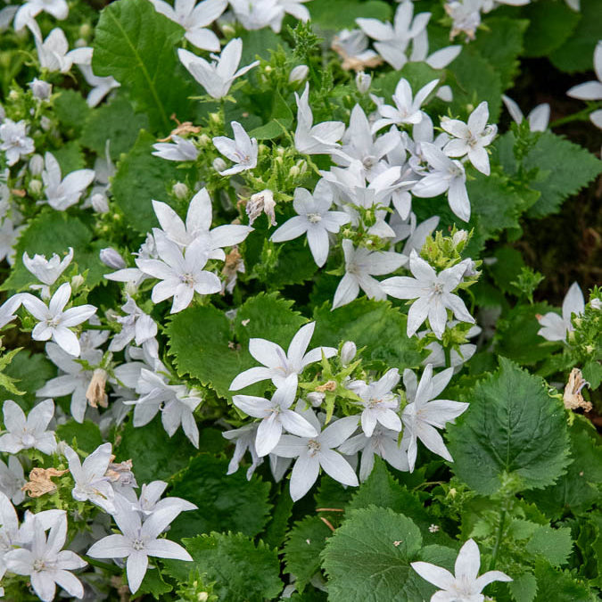 Campanule des murets E.H. Frost - Campanula poscharskyana E.H. Frost - Bakker