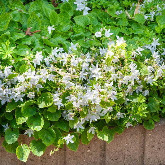 Campanule des murets E.H. Frost - Bakker