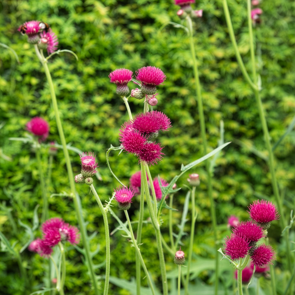 Vente Cirse des ruisseaux - Cirsium rivulare atropurpureum