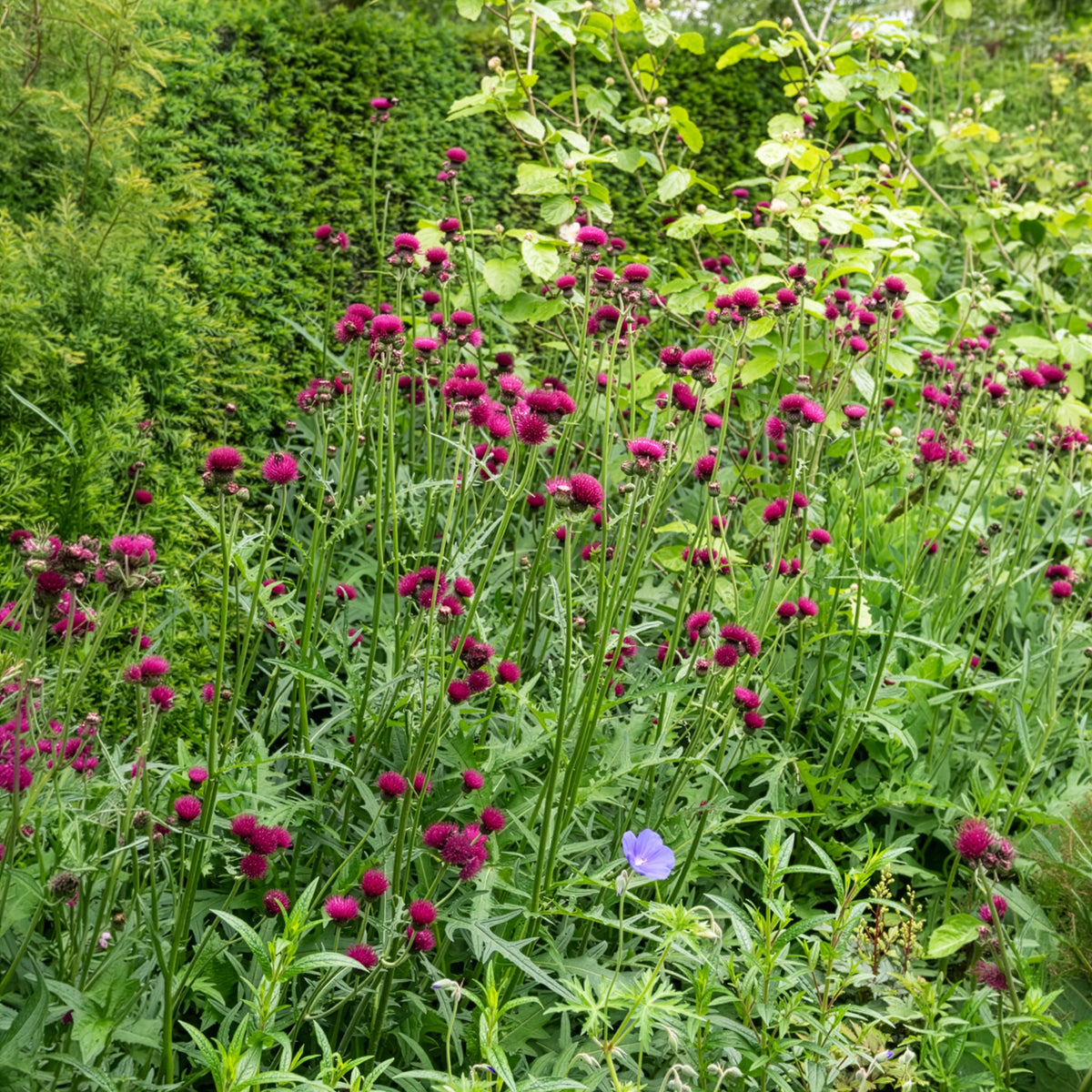 Cirsium rivulare atropurpureum - Cirse des ruisseaux - Vivaces fleuries