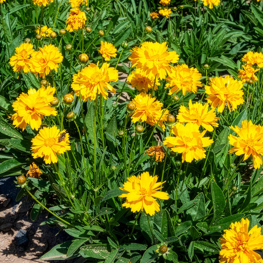 Coréopsis à grandes fleurs Sunray - Bakker