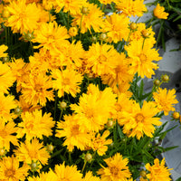 Coréopsis - Coréopsis à grandes fleurs Sunray - Coreopsis grandiflora Sunray