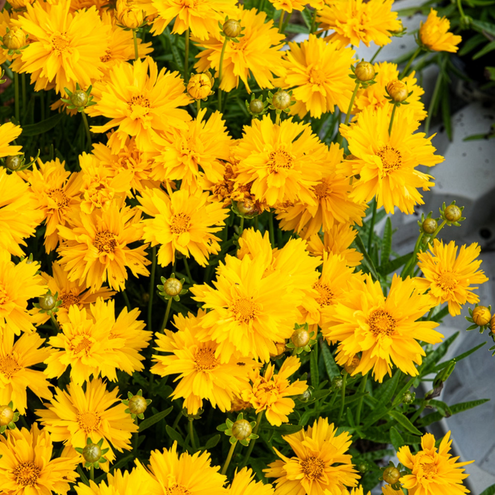 Coréopsis - Coréopsis à grandes fleurs Sunray - Coreopsis grandiflora Sunray