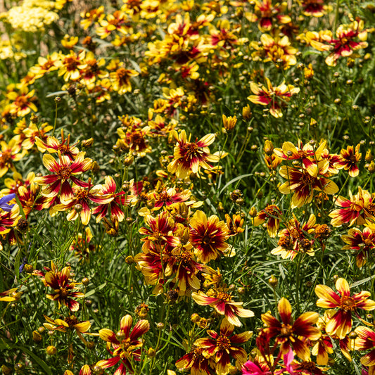 Coreopsis Bengal Tiger - Bakker