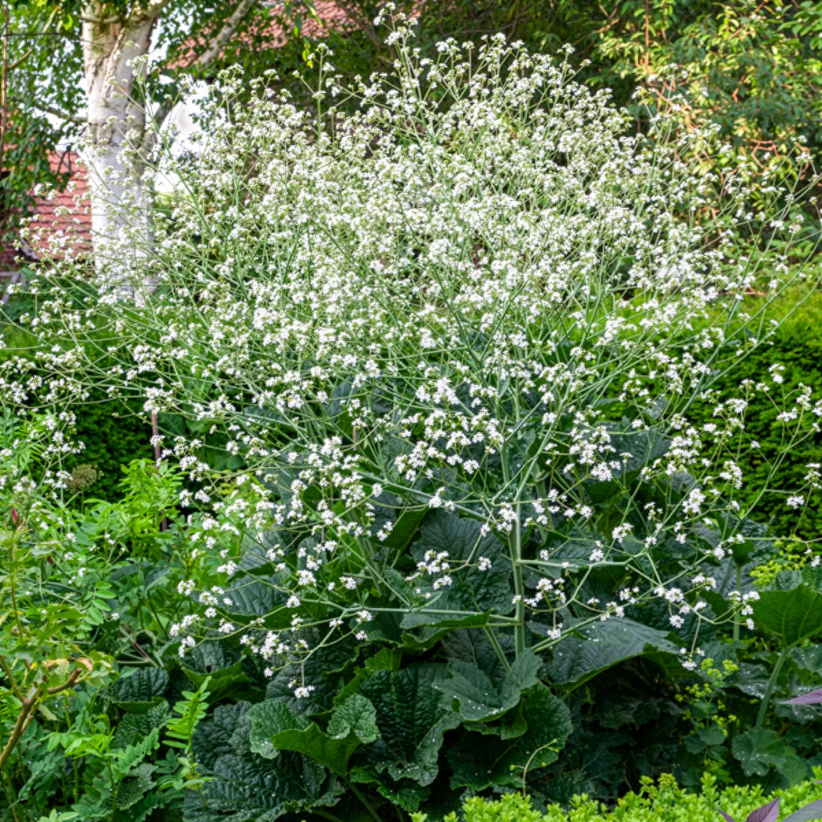 Chou nuage blanc - Crambe - Crambe cordifolia - Bakker