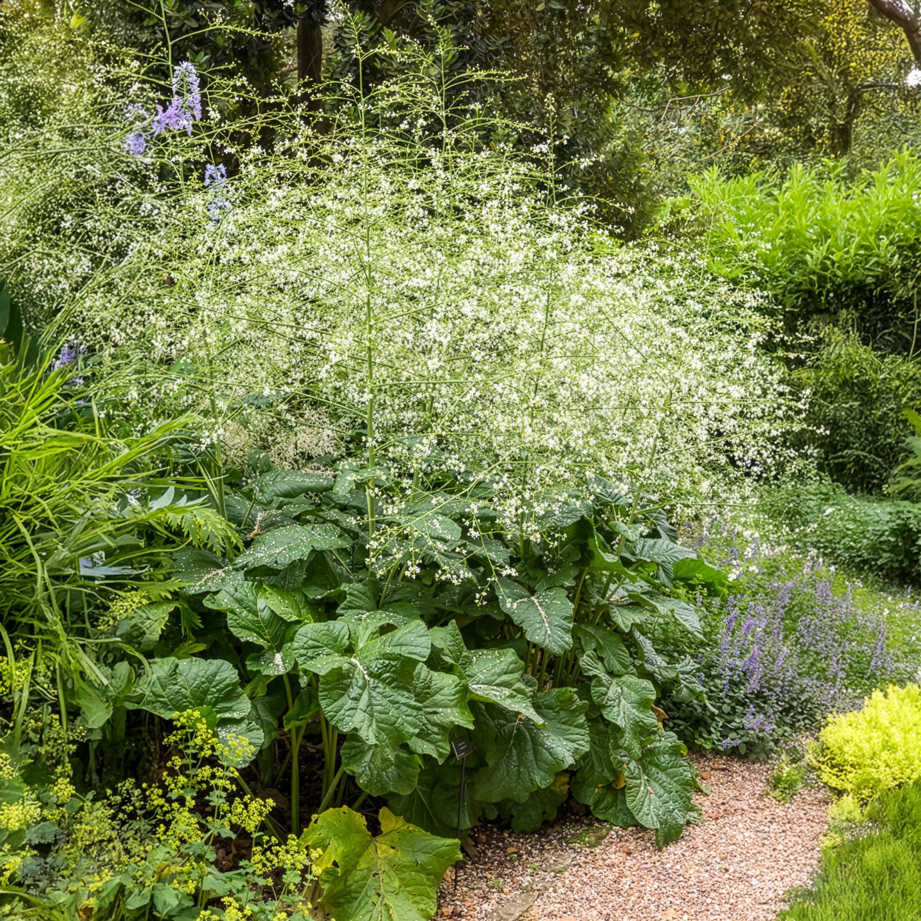 Chou nuage blanc - Crambe - Bakker