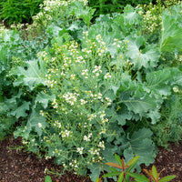 Plantes vivaces - Crambe maritime - Crambe maritima