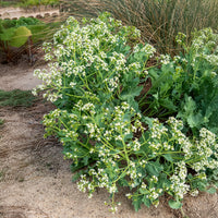 Vente Crambe maritime - Crambe maritima