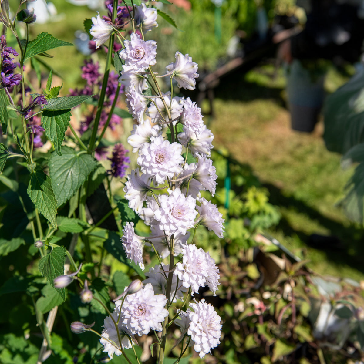 Delphinium Highlander® Cha-Cha - Bakker