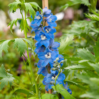 3 Delphiniums géants Summer Skies - Delphinium Pacific Summer Skies - Bakker