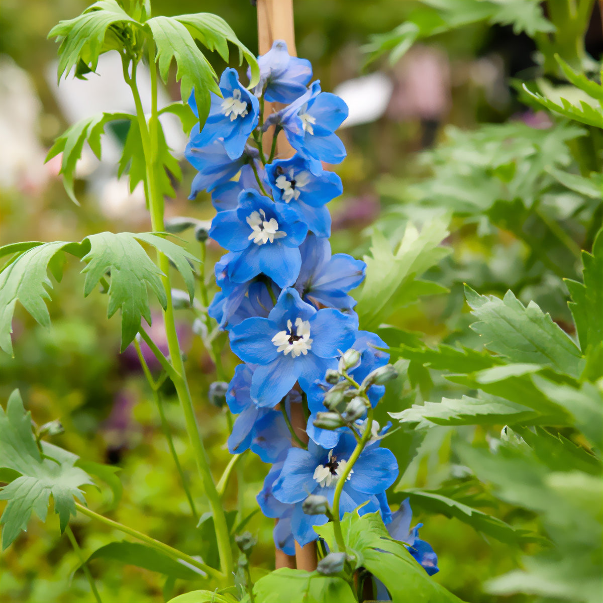 Delphinium géant Summer Skies - Delphinium Pacific Summer Skies - Bakker