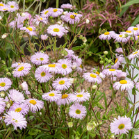 Vergerette Quakeress - Erigeron  - Erigeron quakeress - Bakker