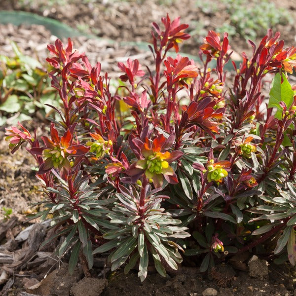 Vente Euphorbe des bois pourpre