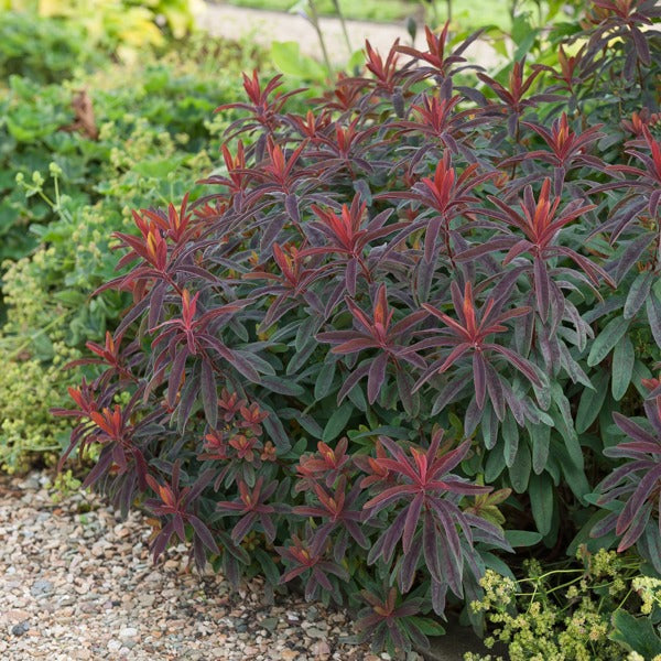 Euphorbe des bois pourpre - Euphorbia amygdaloides purpurea - Bakker