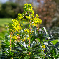 Vente Euphorbe de Mrs. Robb - Euphorbia amygdaloides subsp. robbiae
