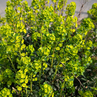 Euphorbe - Euphorbe de Mrs. Robb - Euphorbia amygdaloides subsp. robbiae