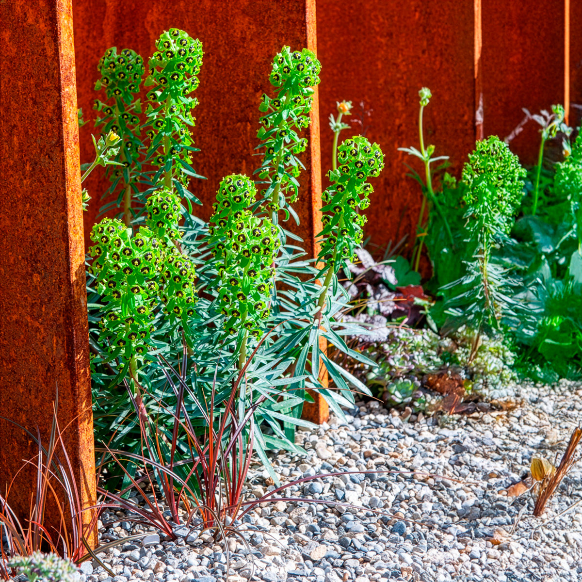Euphorbe characias Black Pearl - Bakker