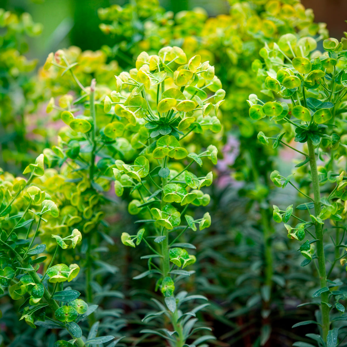 Euphorbia characias blue wonder - Euphorbe characias Blue Wonder - Euphorbe